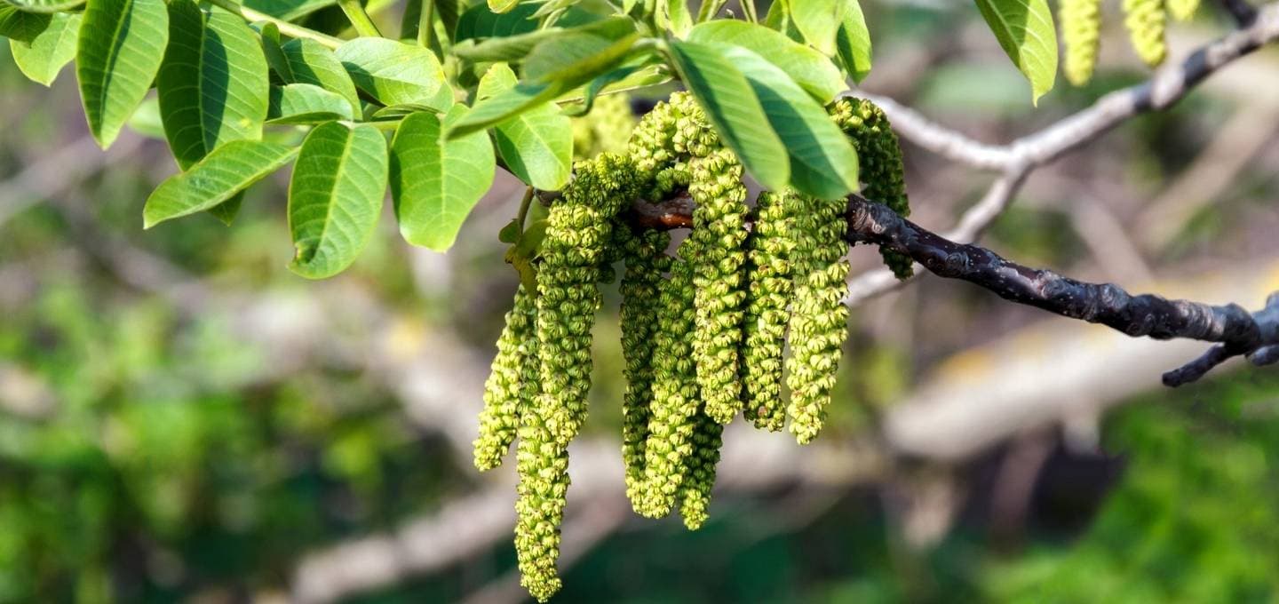 کاشت گردو در مراغه